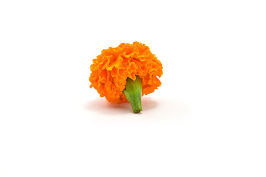 BACK VIEW OF FRESH MARIGOLD ON ISOLATED WHITE BACKGROUND WITH SELECTIVE FOCUS.
