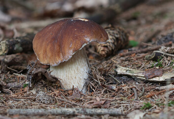 Mushrooms in wild forest macro close up photography
