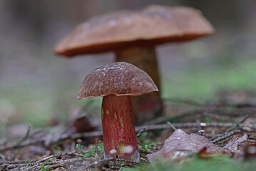 Mushrooms in wild forest macro close up photography
