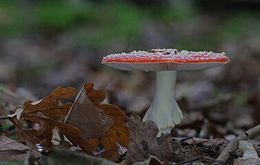 Macro close up mushroom photography wild forest