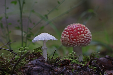 Macro close up mushroom photography wild forest