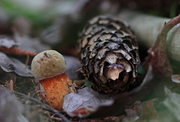 Macro close up mushroom photography wild forest