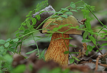 Macro close up mushroom photography wild forest