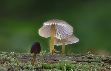 Mushroom close up macro wild forest photography