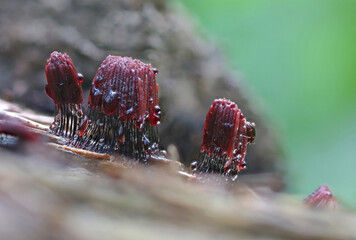 Slime mold close up macro wild forest photography