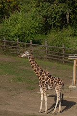 Obraz premium A tall and elegant giraffe is standing gracefully in a lush green field next to a rustic wooden fence that outlines the area