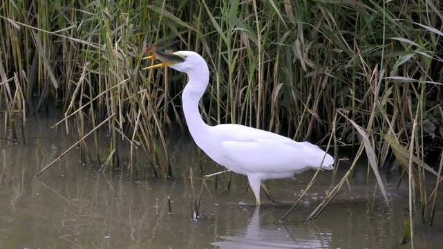 Great White Egret stalking hunting catching and eating a large freshwater prey fish