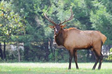 Large bull elk bugling 