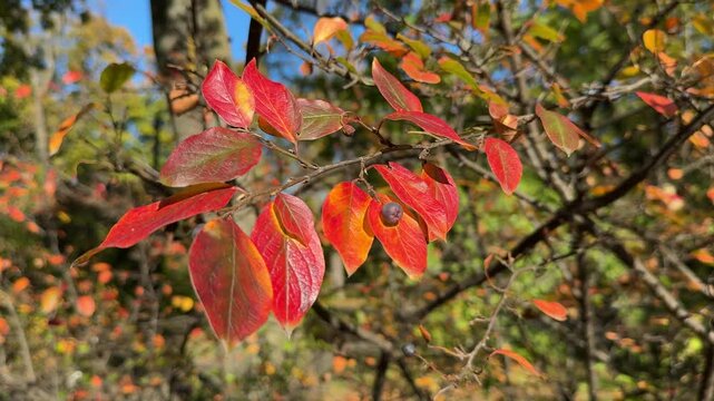 Red autumn leaves of cotoneaster bush.