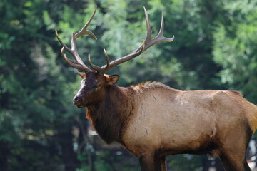 Large bull elk bugling 