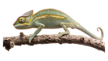 Obraz premium A vibrant chameleon climbing on a textured branch in a natural setting, showcasing its colorful skin and unique characteristics.