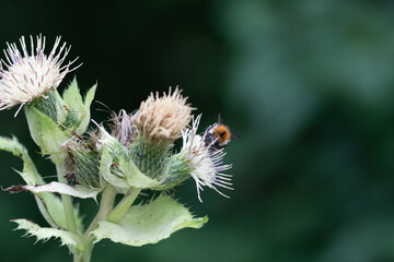 Hummel auf Distel