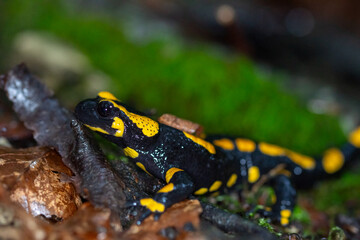 Feuersalamander 2