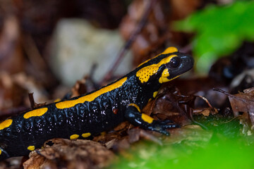 Feuersalamander