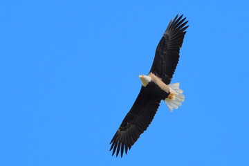 Naklejka premium Bald eagle soring aganst blue sky