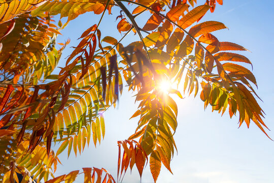 autumn background with vinegar tree rhus typhina sky and sunlight