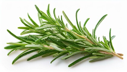 Fototapeta premium ローズマリー（rosemary） 
