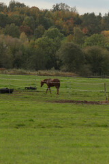 A majestic horse is leisurely walking through a lush grassy field where trees beautifully stand in...