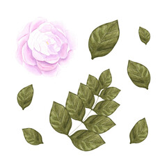 Flower watercolor. Hand draw watercolor illustrations on white background. Flower watercolor for design