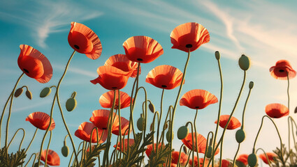 Obraz premium Red poppy flowers.