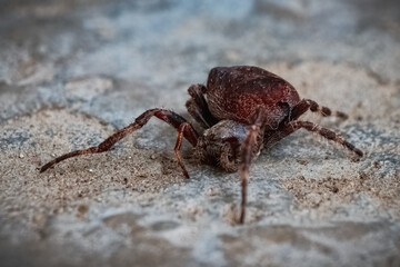 Araneus ventricosus