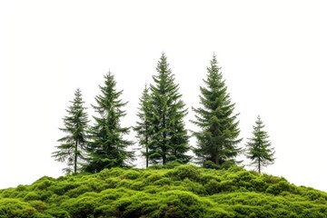 Fototapeta premium Schwarzwald Forest forest plant tree.