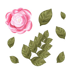 Flower watercolor. Hand draw watercolor illustrations on white background. Flower watercolor for design