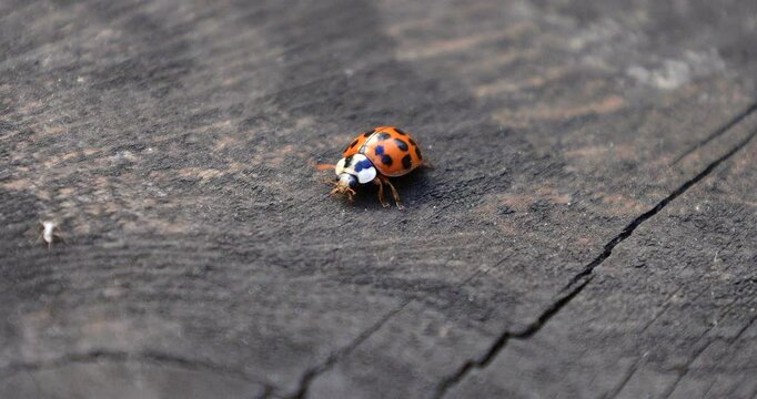 A vibrant orange ladybug with black spots is captured on a textured wooden surface; the detailed close-up highlights the intricate patterns of both bug and surface.