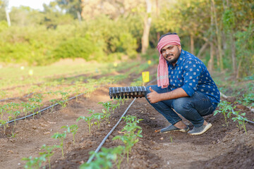 Indian Tomato farming in outdoor