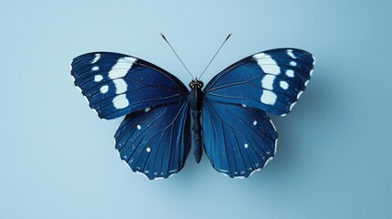 Monochrome flat-design Blue Admiral butterfly