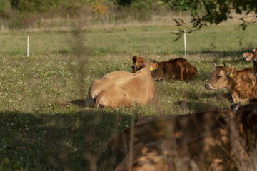 A herd of peaceful cows is comfortably laying down in a lush, green grassy field, enjoying the warm sunlight and fresh air around them