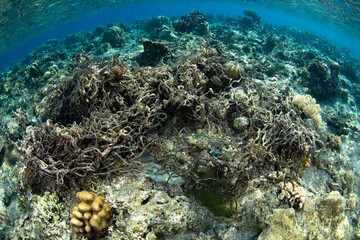 A discarded fishing net has become tangled on a shallow coral reef near Alor, Indonesia. Ghost nets, such as this, continue to kill fish while also harming corals for years.