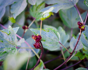 Selective focus Roselle calyx hanging on branch of Hibiscus sabdariffa or Asian sour leaf at...