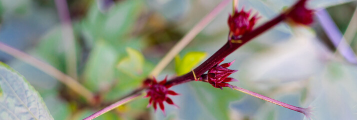 Panorama view roselle calyx close-up hanging on branch Hibiscus sabdariffa or Asian sour leaf at...