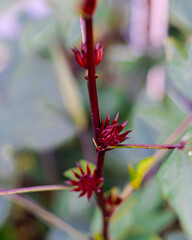 Roselle calyx close-up hanging on vertical branch of Hibiscus sabdariffa or Asian sour leaf at backyard garden in Dallas, Texas, homegrown flowering plant with edible leaves, calyces, and flowers