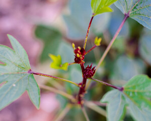 Close-up young leaves and Roselle calyx hanging on branch of Hibiscus sabdariffa or Asian sour leaf at backyard garden in Dallas, Texas, flowering plant with edible leaves, calyces, flowers
