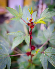 Young leaves and Roselle calyx hanging on branch of Hibiscus sabdariffa or Asian sour leaf at backyard garden in Dallas, TX, organic homegrown flowering plant with edible leaves, calyces, flowers