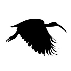 Obraz premium African sacred ibis silhouette