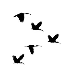 African sacred ibis silhouette