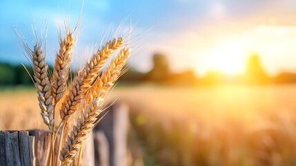 Captivating Wheat Fields Bathed in the Warm Glow of the Setting Sun the Stalks Swaying Gracefully in the Gentle Breeze