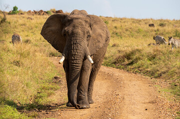 Nairobi, Kenya - Sept 26 2024:Elephant Roaming Freely in the Wilderness of Masai Mara National Park