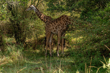 Nairobi, Kenya - Sept 26 2024: Giraffe Enjoying a Meal in Front of Lush Bushes in the Wild