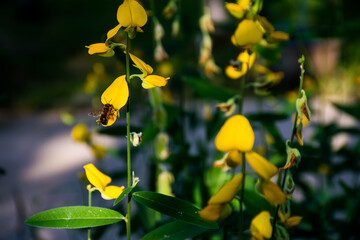 A bee collecting nectar from Crotalaria juncea flowers or Poh Tueng in Thai