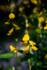 Crotalaria juncea (Sunn Hemp) or Poh Tueng in Thai language