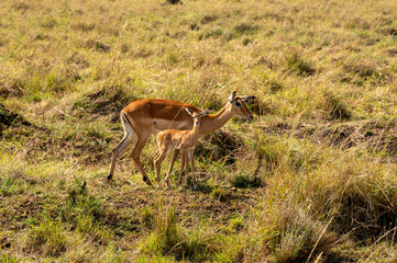 Nairobi, Kenya - Sept 26 2024: Impalas Grazing Peacefully in the Open Fields. Adult and baby impala