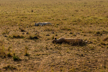 Nairobi, Kenya - Sept 26 2024: Tranquil Scene of Lioness Sleeping in Masai Mara National Park