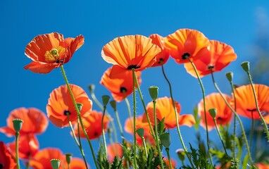 Obraz premium Red poppies on a background of the blue sky in spring