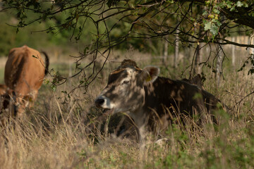 A cow is comfortably laying in the soft grass beneath the shade of a tree, enjoying the natural landscape around it