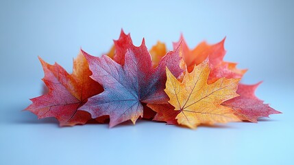 Fototapeta premium red autumn maple leaves