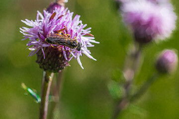 Hymenoptera of the genus Halictus above an inflorescence of Cirsium arvense